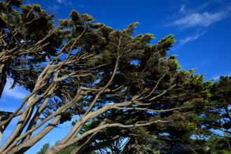 France, region Normandie, Manche, cotentin, Agon coutainville,  plage, rue dramad derriere la