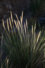 France, region Normandie, Manche, cotentin, Agon coutainville,  plage, rue dramad derriere la