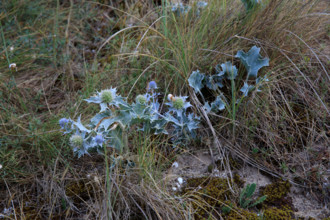 France, region Normandie, Manche, cotentin, Agon coutainville,  corniche du senequet? plage de la