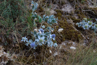 France, region Normandie, Manche, cotentin, Agon coutainville,  corniche du senequet? plage de la