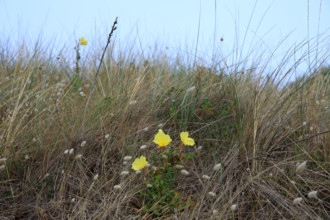 france, region Normandie, Manche, cotentin, Agon coutainville,  corniche du senequet? plage de la