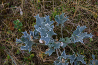 France, region Normandie, Manche, cotentin, Agon coutainville,  corniche du senequet? plage de la