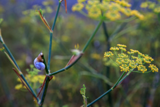 france, region Normandie, Manche, cotentin, Agon coutainville,  corniche du senequet? plage de la