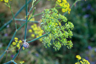 france, region Normandie, Manche, cotentin, Agon coutainville,  corniche du senequet? plage de la