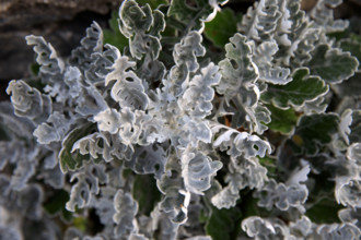 france, region Normandie, Manche, cotentin, Agon coutainville,  corniche du senequet? plage de la