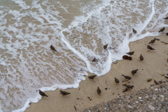 france region Bretagne, Finistère sud, Concarneau, grandes marées sur la corniche, oiseaux marins,