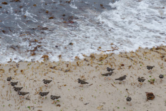 france region Bretagne, Finistère sud, Concarneau, grandes marées sur la corniche, oiseaux marins,