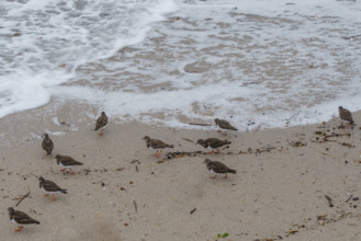 france region Bretagne, Finistère sud, Concarneau, grandes marées sur la corniche, oiseaux marins,