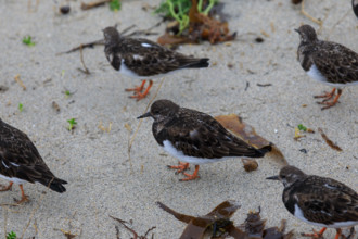 france region Bretagne, Finistère sud, Concarneau, grandes marées sur la corniche, oiseaux marins,