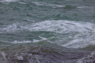 france region Bretagne, Finistère sud, Concarneau, grandes marées sur la corniche,