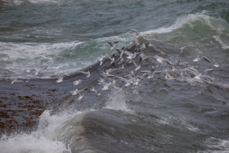 france region Bretagne, Finistère sud, Concarneau, grandes marées sur la corniche,