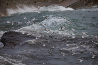 france region Bretagne, Finistère sud, Concarneau, grandes marées sur la corniche,