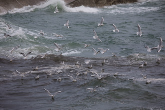 france region Bretagne, Finistère sud, Concarneau, grandes marées sur la corniche,
