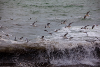 france region Bretagne, Finistère sud, Concarneau, grandes marées sur la corniche,