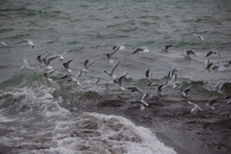 france region Bretagne, Finistère sud, Concarneau, grandes marées sur la corniche,