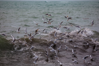 france region Bretagne, Finistère sud, Concarneau, grandes marées sur la corniche,