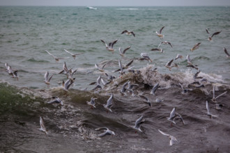 france region Bretagne, Finistère sud, Concarneau, grandes marées sur la corniche,