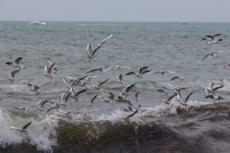 france region Bretagne, Finistère sud, Concarneau, grandes marées sur la corniche,