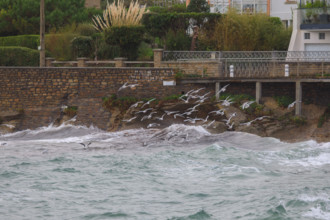 france region Bretagne, Finistère sud, Concarneau, grandes marées sur la corniche,