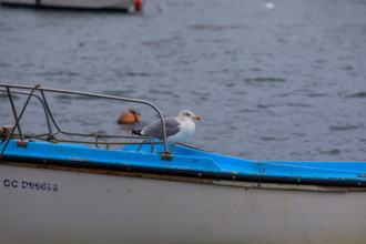 france region Bretagne, Finistère sud, Concarneau, grandes marées, le port et la ville close