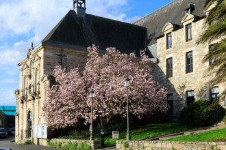 FRance, région Bretagne, Côtes d'Armor, lannion, les ursulines, magnolias