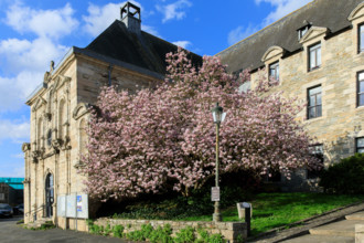 FRance, région Bretagne, Côtes d'Armor, lannion, les ursulines, magnolias
