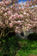 FRance, région Bretagne, Côtes d'Armor, lannion, les ursulines, magnolias