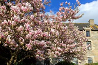FRance, région Bretagne, Côtes d'Armor, lannion, les ursulines, magnolias