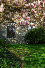 FRance, région Bretagne, Côtes d'Armor, lannion, les ursulines, magnolias