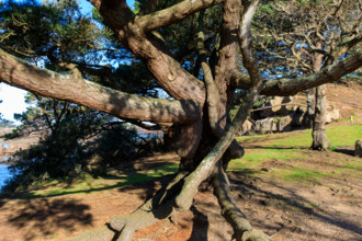 france, région Bretagne, Côtes d'Armor, côte de granit rose, Ploumanac'h, les rochers