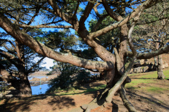 france, région Bretagne, Côtes d'Armor, côte de granit rose, Ploumanac'h, les rochers