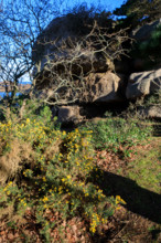 france, région Bretagne, Côtes d'Armor, côte de granit rose, Ploumanac'h, les rochers