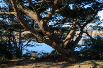 france, région Bretagne, Côtes d'Armor, côte de granit rose, Ploumanac'h, les rochers