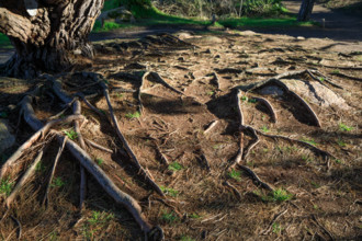 france, région Bretagne, Côtes d'Armor, côte de granit rose, Ploumanac'h, les rochers