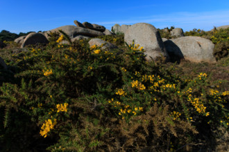 france, région Bretagne, Côtes d'Armor, côte de granit rose, Ploumanac'h, les rochers, genets,