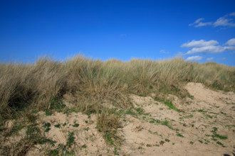 france, région Bretagne, Côtes d'Armor, côte de granit rose, Trégastel,, presqu'ile Renote,