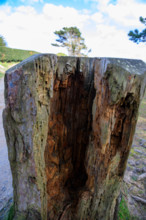 france, région Bretagne, Côtes d'Armor, côte de granit rose, Trégastel,, presqu'ile Renote,