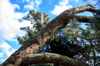 france, région Bretagne, Côtes d'Armor, côte de granit rose, Trégastel,, presqu'ile Renote,