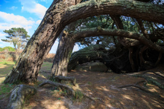 france, région Bretagne, Côtes d'Armor, côte de granit rose, Trégastel,, presqu'ile Renote,