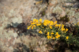 france, région Bretagne, Côtes d'Armor, côte de granit rose, Trégastel,, presqu'ile Renote,