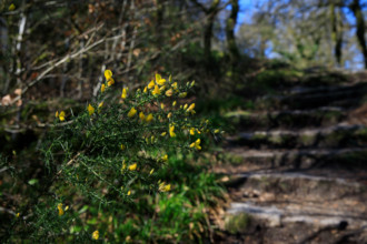 FRance, région Bretagne, Finistère, Huelgoat, les rochers, cahos de huelgoat,