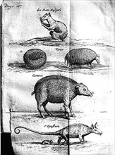 Les bêtes : Rat musqué, Tatou, Cavaris et Opossum.