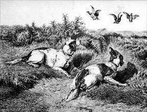 Spaniels with hunting.