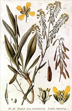 Botany.  The pastel of the dyers:  Isatis Tinctoria. Engraving.