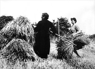 Guerre 1939-1944. Les femmes font la moisson.
