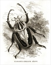 Scarabée-Goliath Géant (1864).