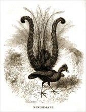 Grouse lyrebird. Lyrebird.