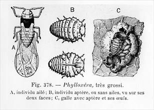 Le phylloxéra est un minuscule insecte piqueur inféodé à la vigne, apparenté aux pucerons, doté