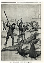 Le Petit Journal (supplément Illustré) du Dimanche 15 juin 1902. N° 604. Chasse aux phoques.