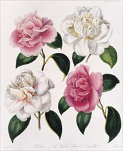 Mrs Withers, Blooms of Various Flowered Camellia